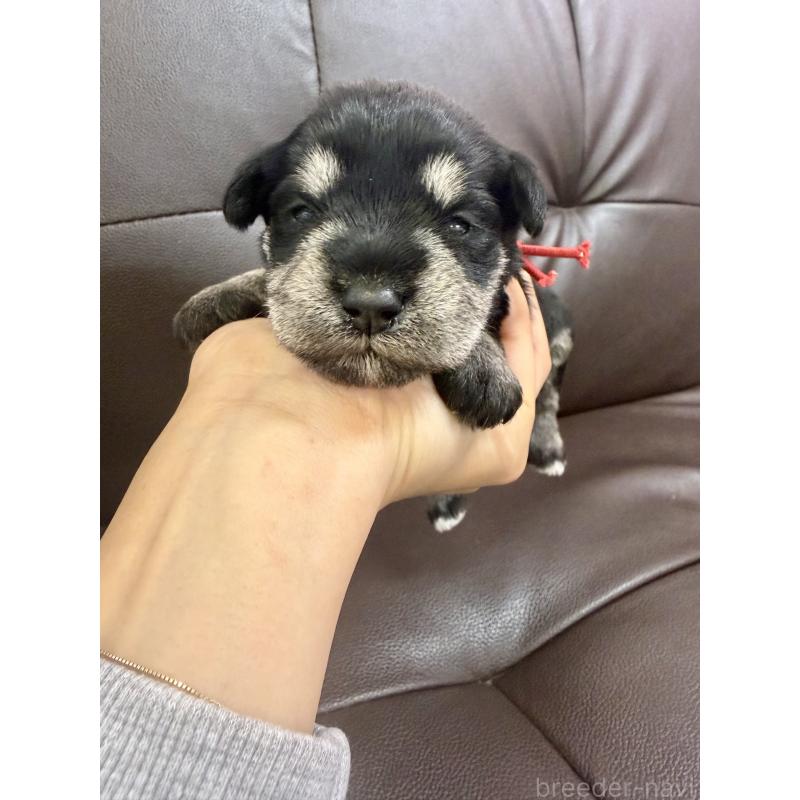 販売中の滋賀県のミニチュアシュナウザー-439513の4枚目