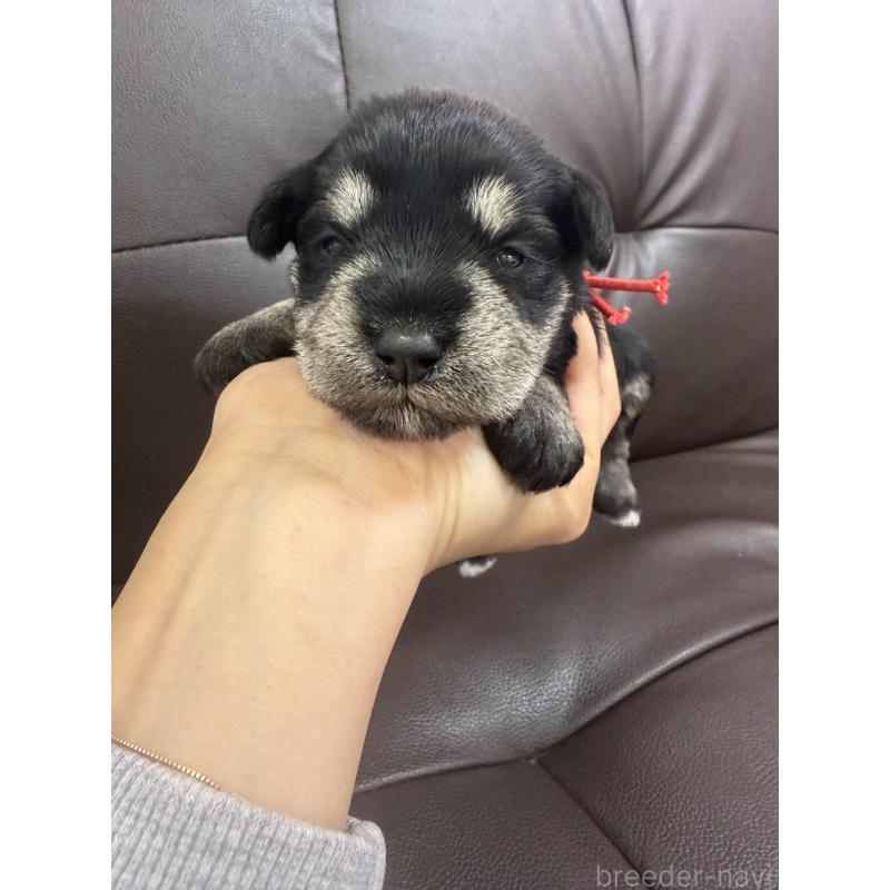 販売中の滋賀県のミニチュアシュナウザー-439513の3枚目