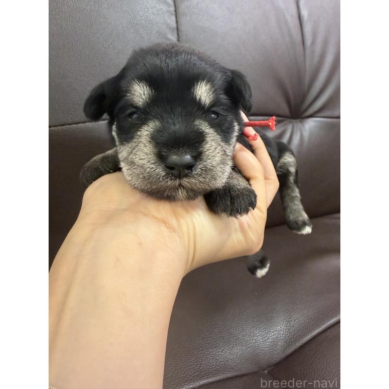 販売中の滋賀県のミニチュアシュナウザー-439513の2枚目