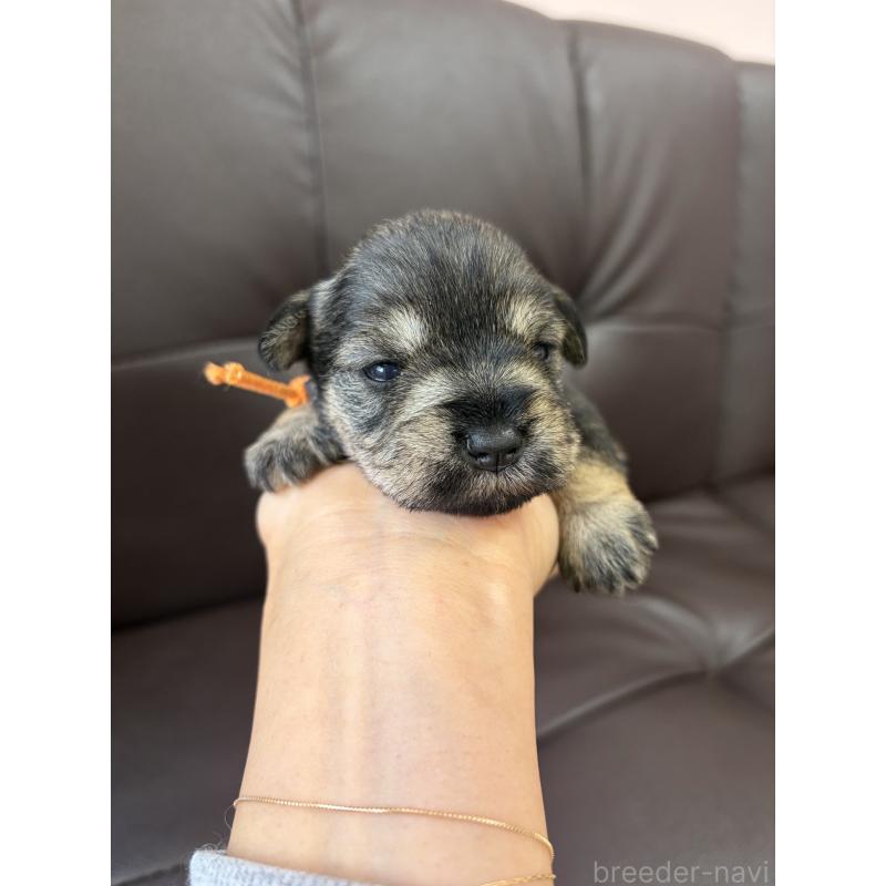 販売中の滋賀県のミニチュアシュナウザー-439514の3枚目