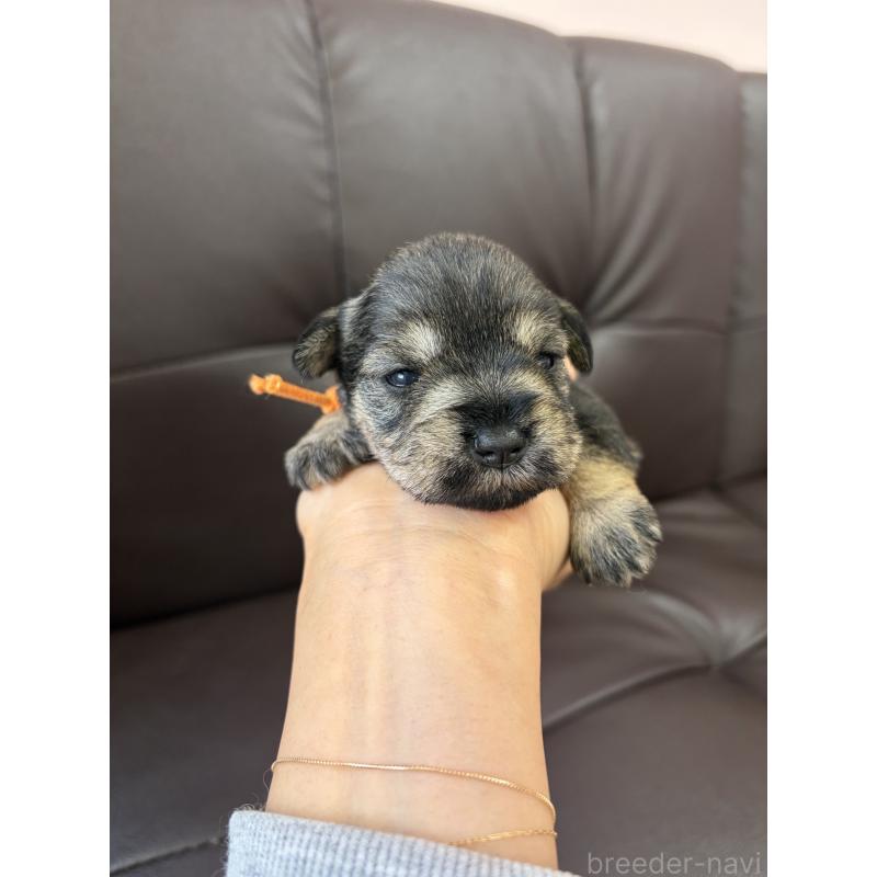 販売中の滋賀県のミニチュアシュナウザー-439514の2枚目