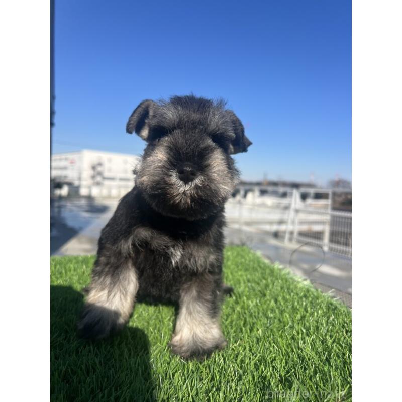 販売中の埼玉県のミニチュアシュナウザー-439517の1枚目