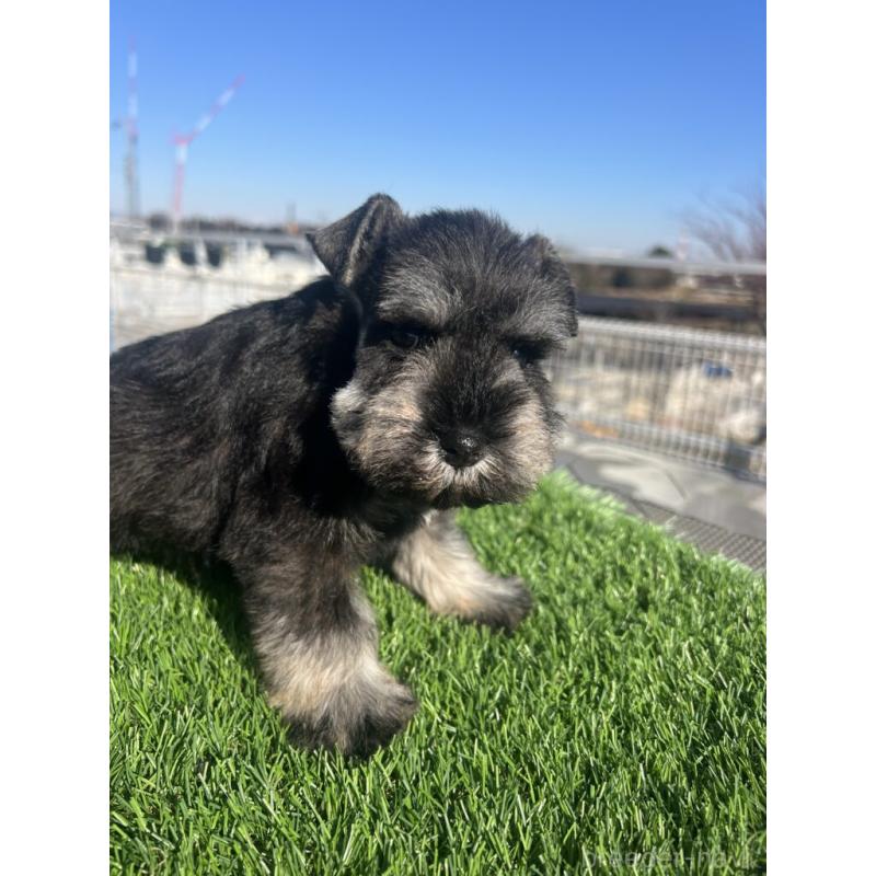 販売中の埼玉県のミニチュアシュナウザー-439517の4枚目