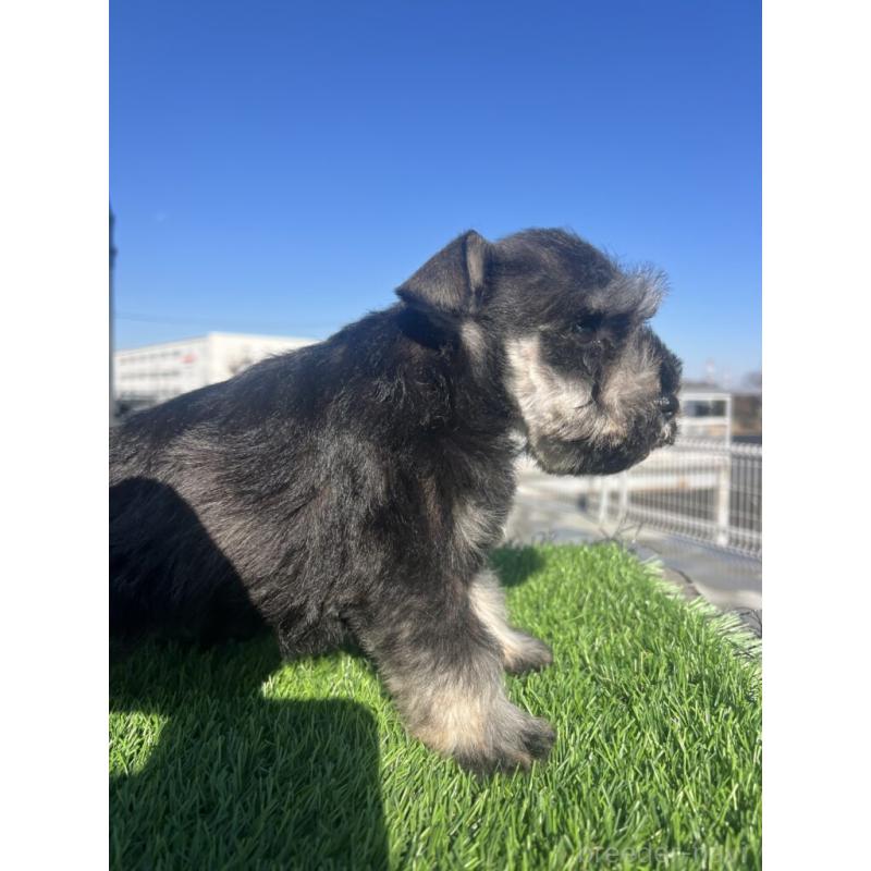 販売中の埼玉県のミニチュアシュナウザー-439517の3枚目