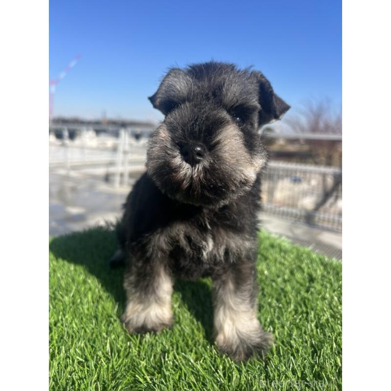 販売中の埼玉県のミニチュアシュナウザー-439517の2枚目