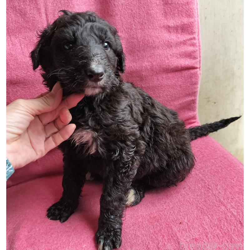 販売中の岐阜県のゴールデンドゥードル:ゴールデンレトリーバー×プードル-439518の2枚目