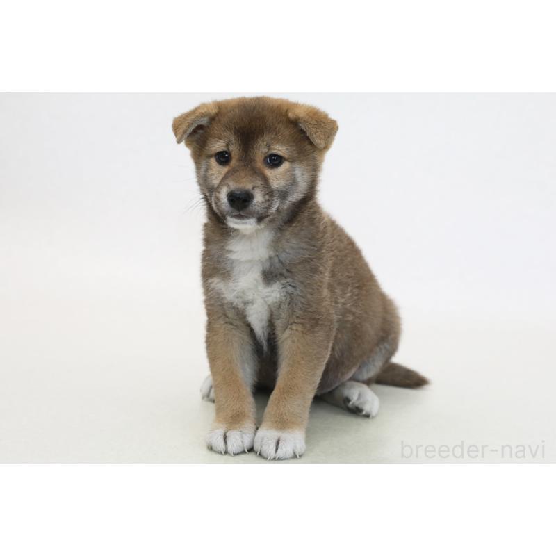 販売中の神奈川県の柴犬-431457の1枚目