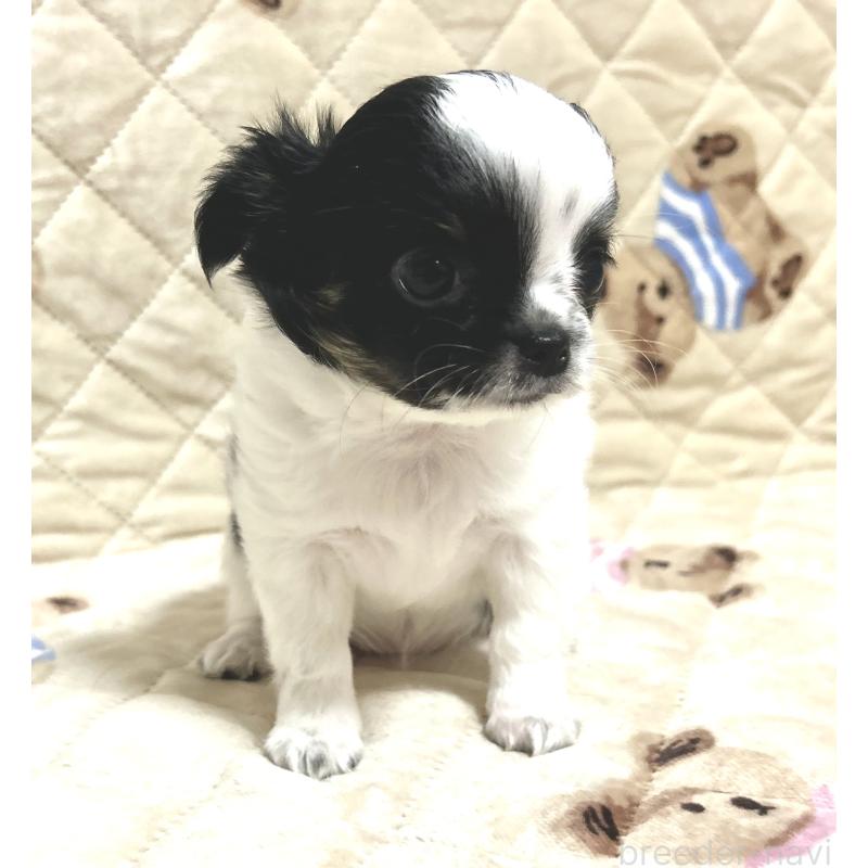 販売中の福岡県のチワワ(ロングコート)-437415の5枚目