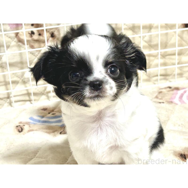 販売中の福岡県のチワワ(ロングコート)-437415の4枚目