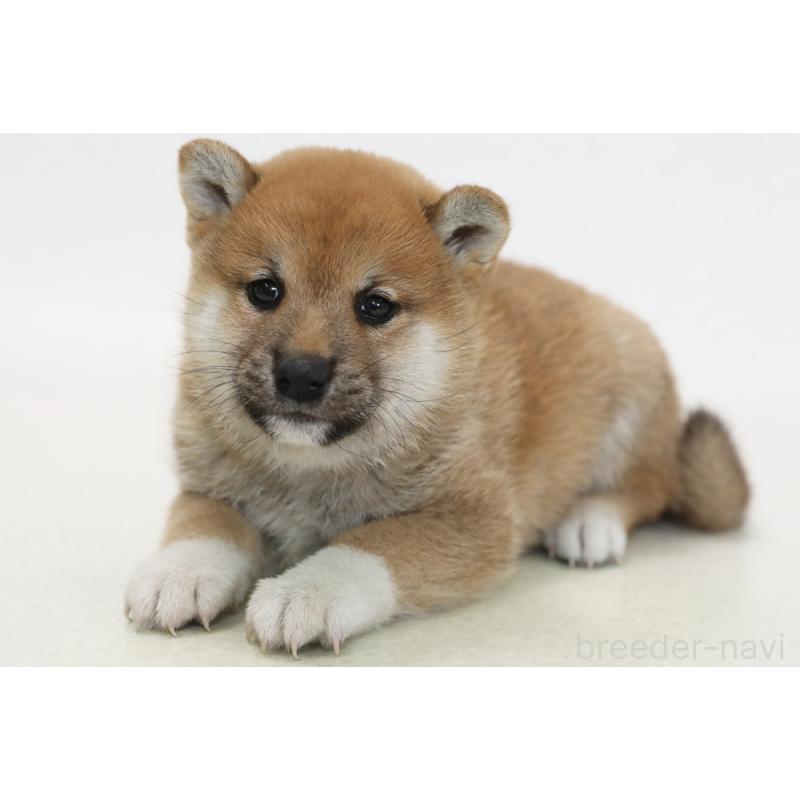 販売中の神奈川県の柴犬-434727