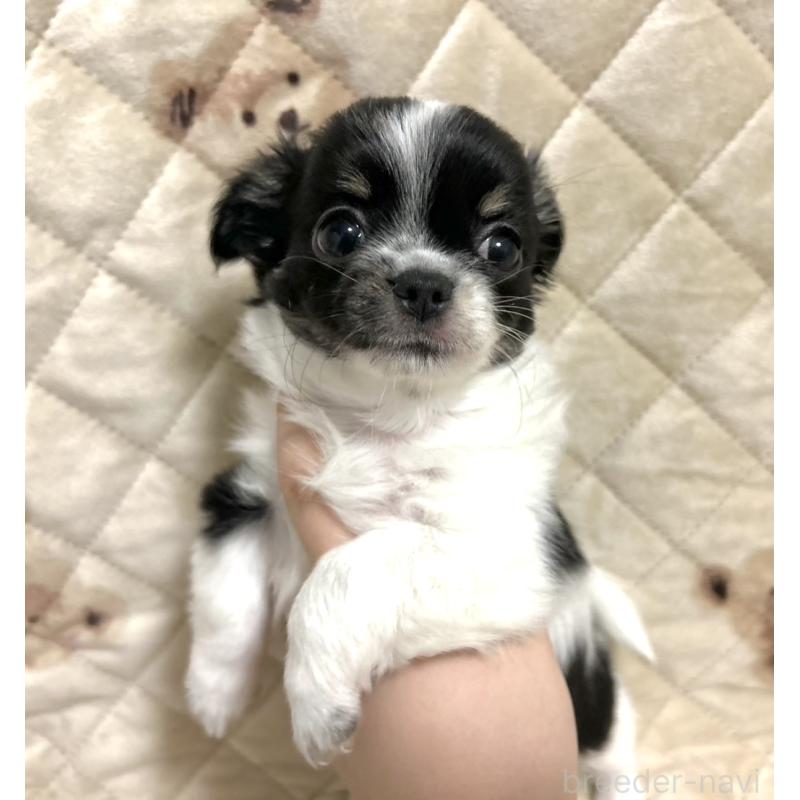 成約済の福岡県のチワワ(ロングコート)-437422の3枚目