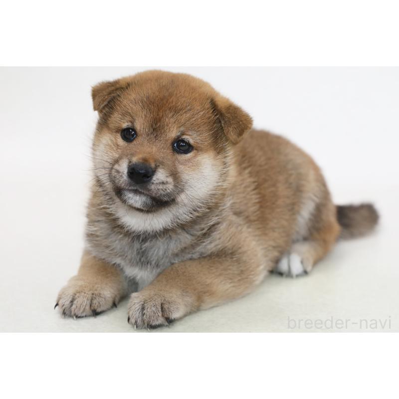 販売中の神奈川県の柴犬-434728の2枚目