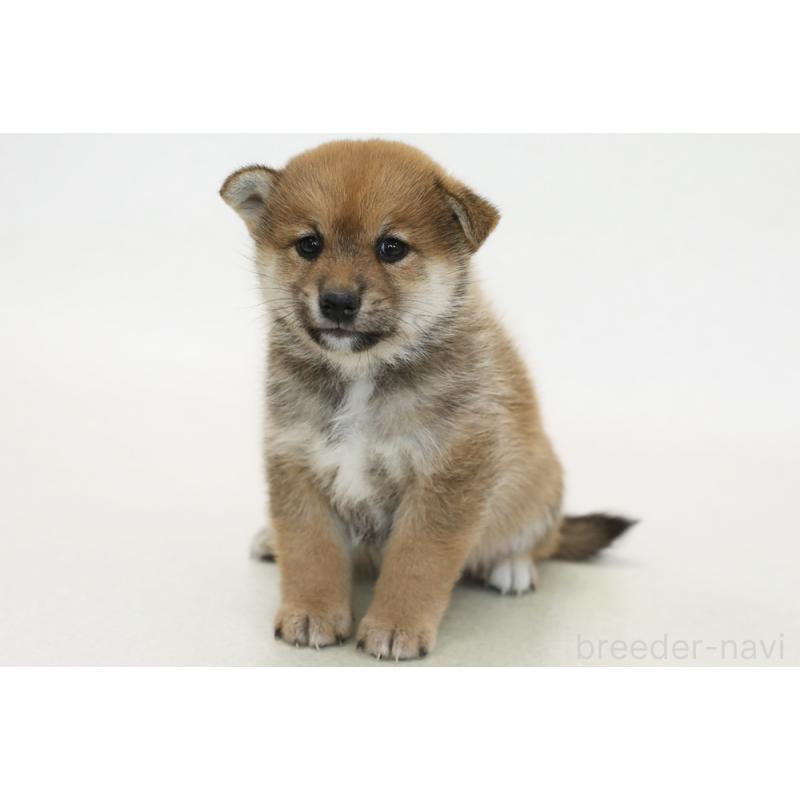 販売中の神奈川県の柴犬-438253