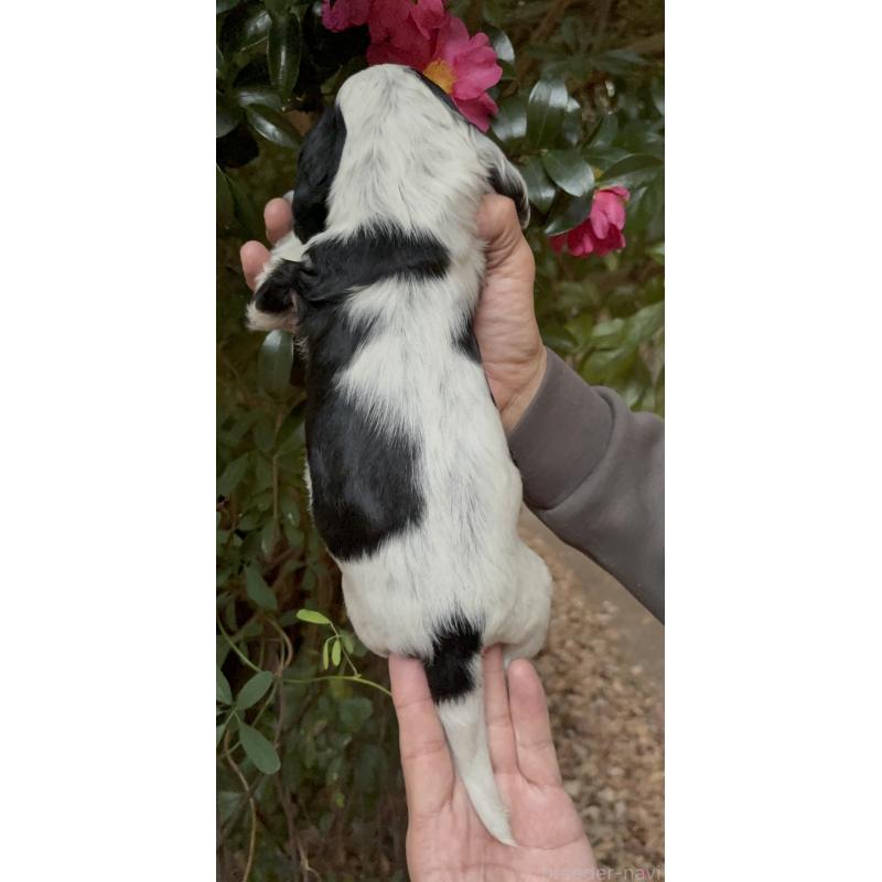 販売中の佐賀県のイングリッシュコッカースパニエル-439521の2枚目