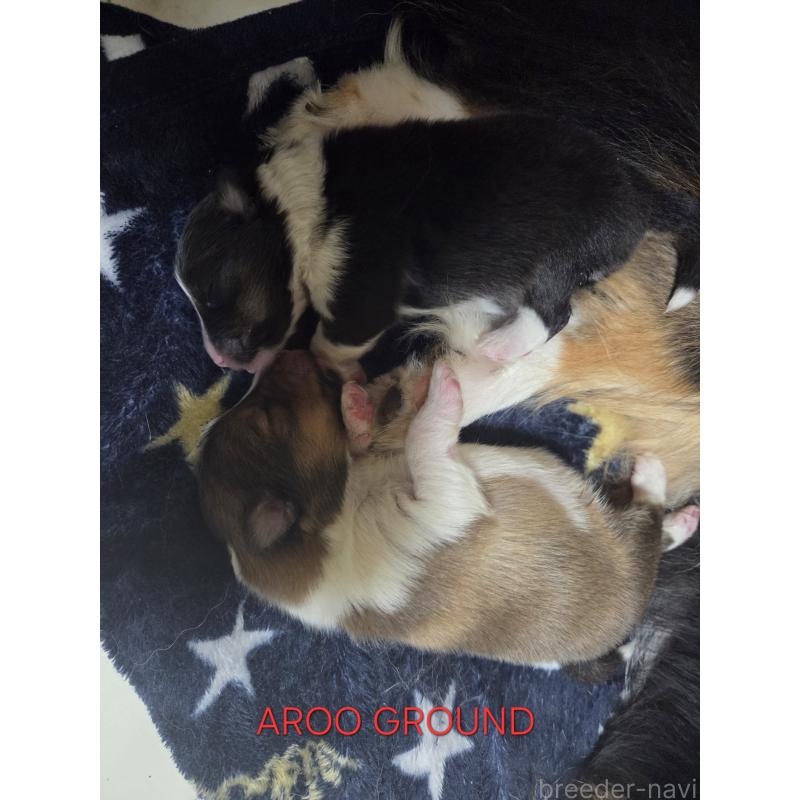 商談中の広島県のシェットランドシープドッグ(シェルティ)-439303の38枚目