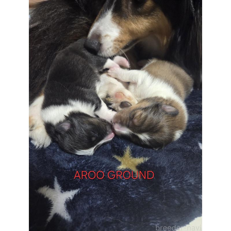 商談中の広島県のシェットランドシープドッグ(シェルティ)-439303の37枚目