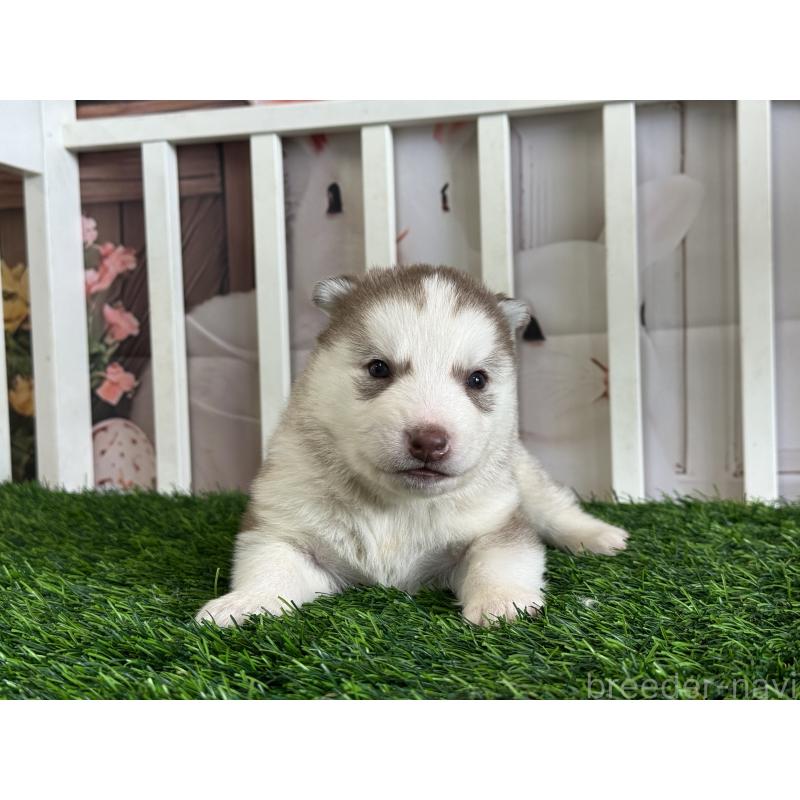 販売中の茨城県のシベリアンハスキー-439522の5枚目