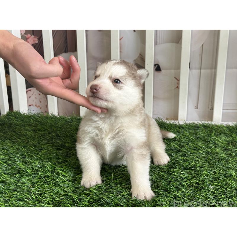 販売中の茨城県のシベリアンハスキー-439522の4枚目