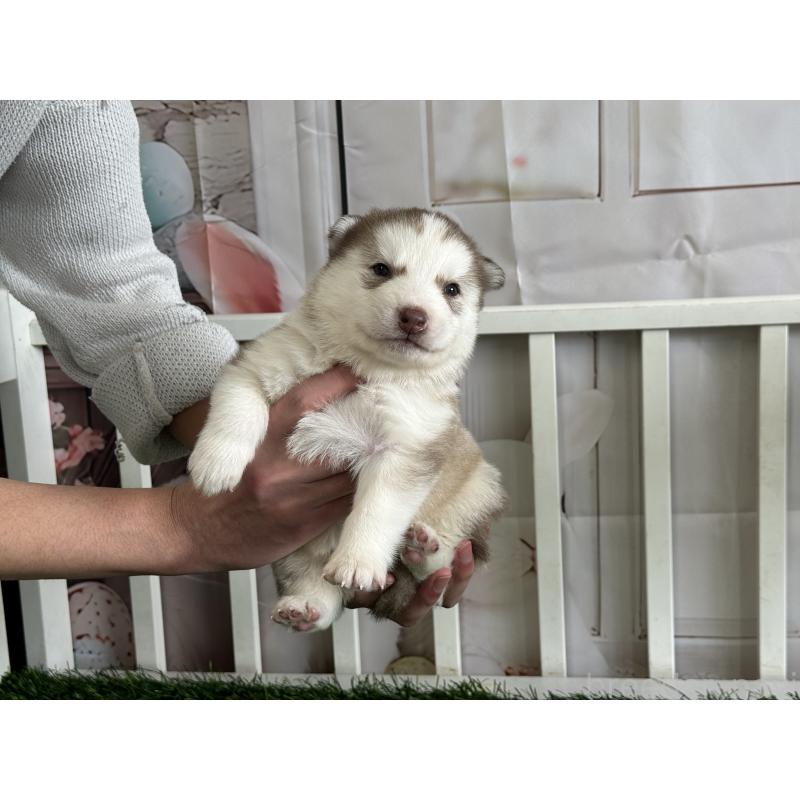 販売中の茨城県のシベリアンハスキー-439522の3枚目