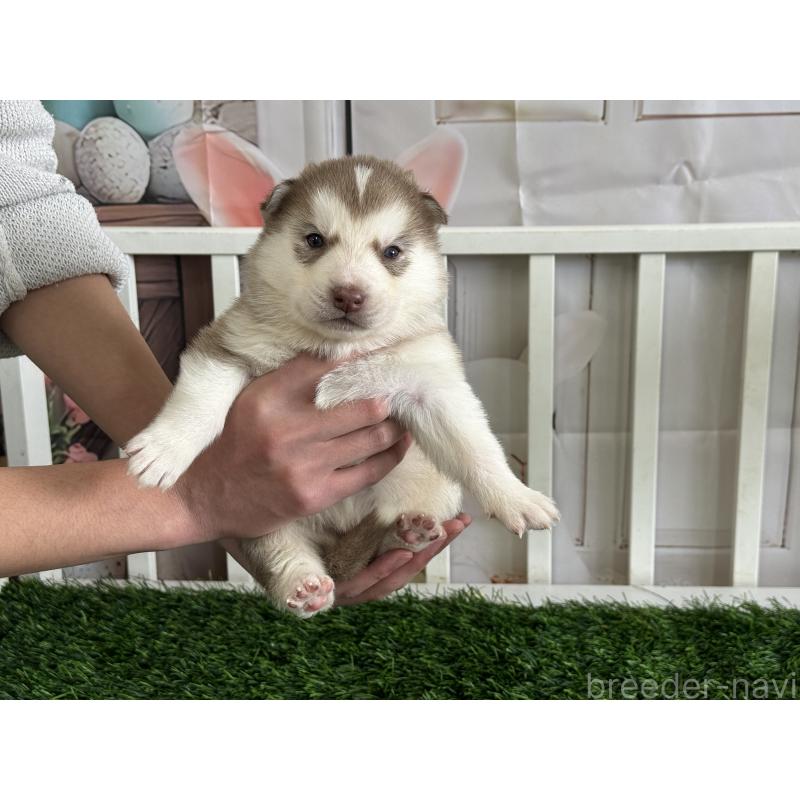 販売中の茨城県のシベリアンハスキー-439524の4枚目