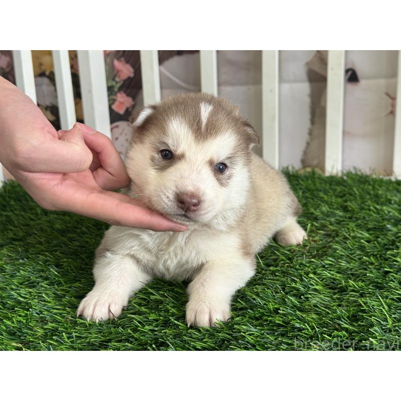 販売中の茨城県のシベリアンハスキー-439524の3枚目