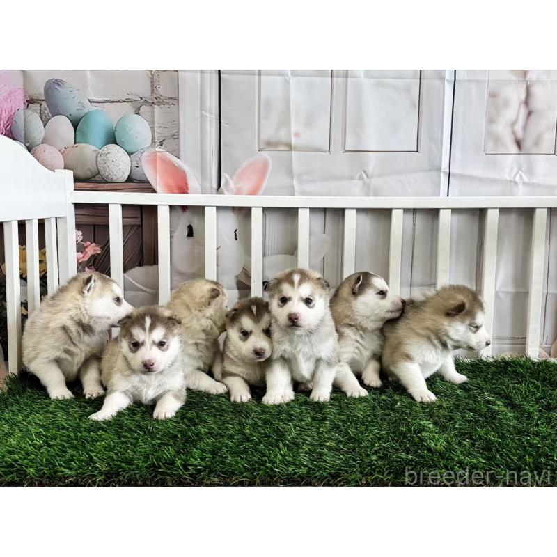 販売中の茨城県のシベリアンハスキー-439524の2枚目