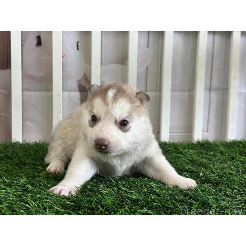 販売中の茨城県のシベリアンハスキー-439525の4枚目