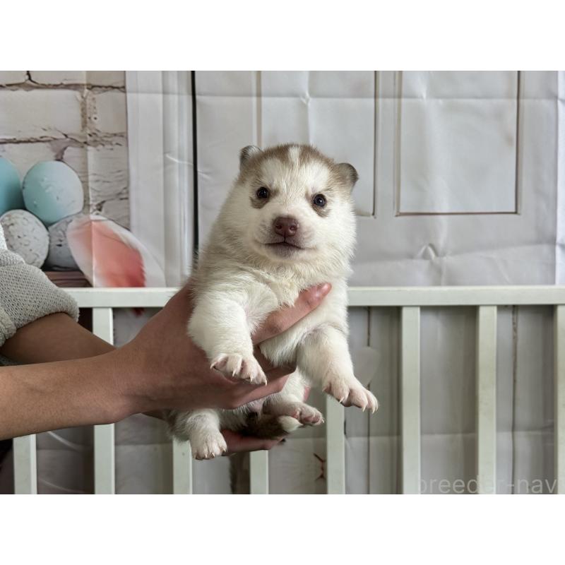 販売中の茨城県のシベリアンハスキー-439525の3枚目