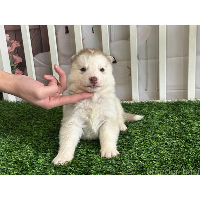 販売中の茨城県のシベリアンハスキー-439526の4枚目