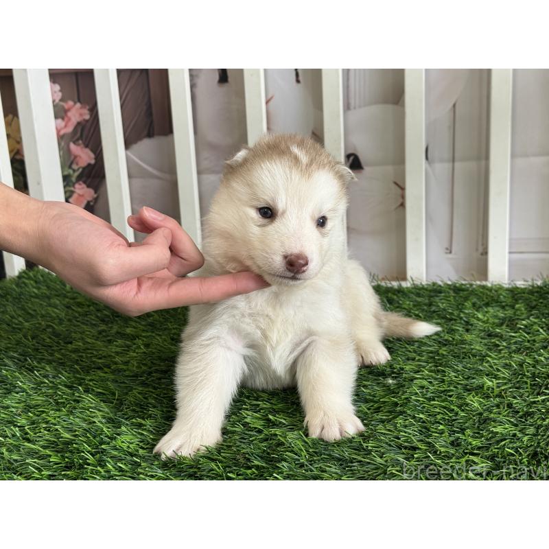 販売中の茨城県のシベリアンハスキー-439526の3枚目