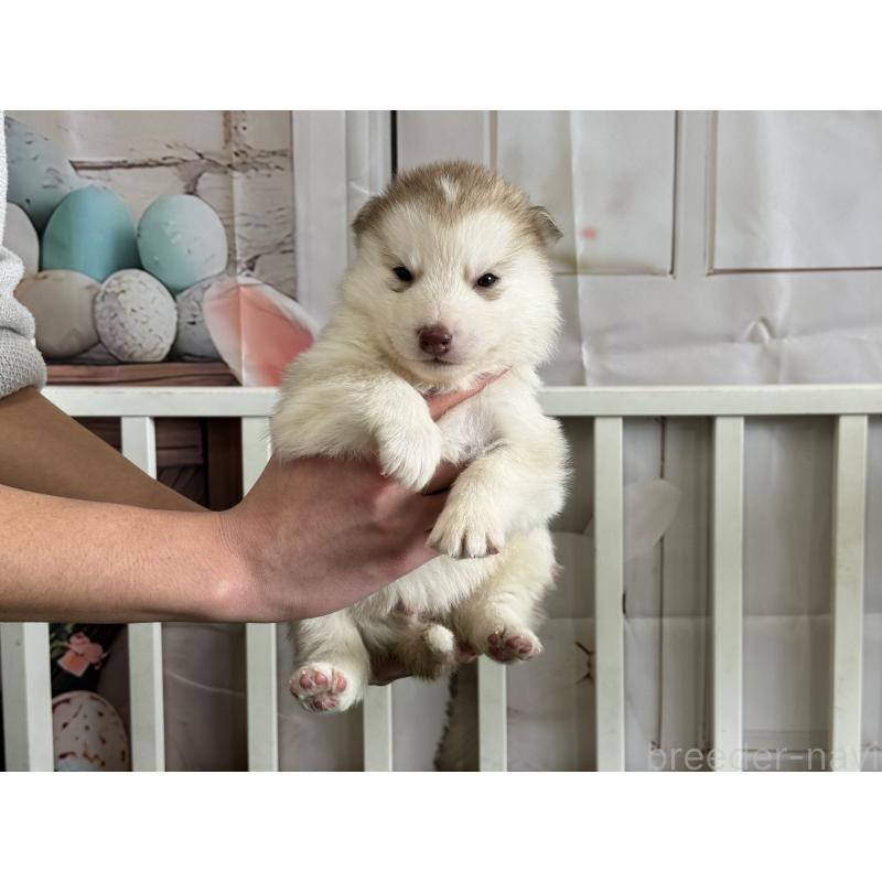 販売中の茨城県のシベリアンハスキー-439526の2枚目