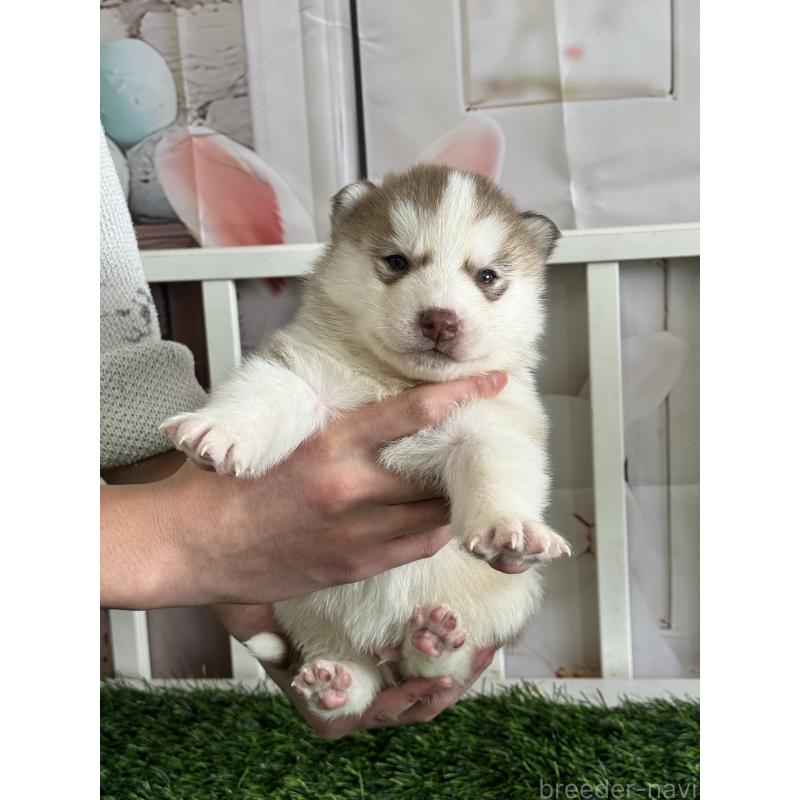 販売中の茨城県のシベリアンハスキー-439528の4枚目