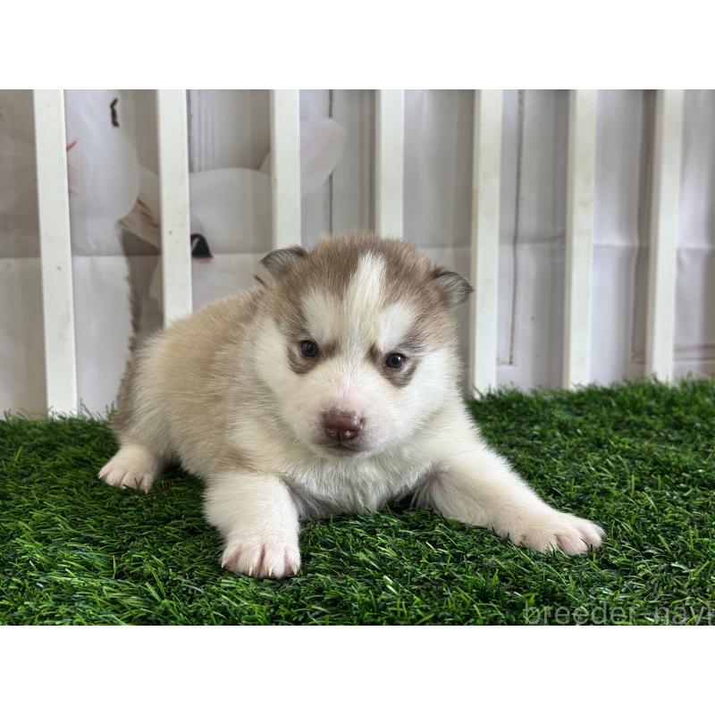 販売中の茨城県のシベリアンハスキー-439528の3枚目