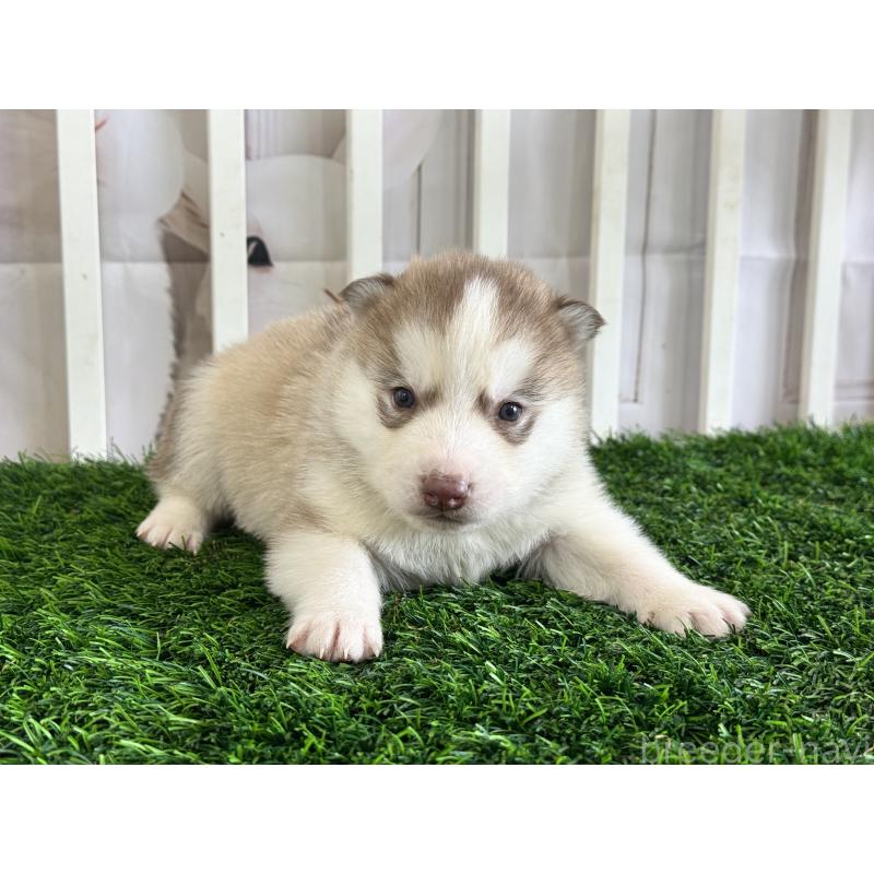 販売中の茨城県のシベリアンハスキー-439528の2枚目