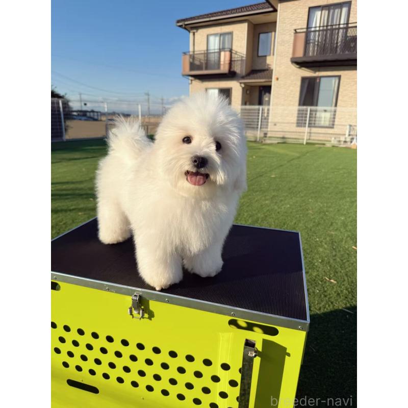 販売中の埼玉県のミックス犬-433888