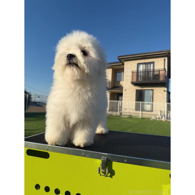 商談中の埼玉県のミックス犬-433888の8枚目