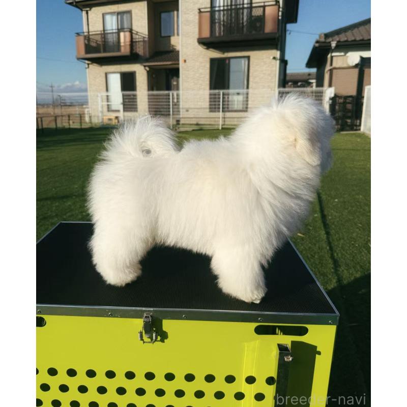 商談中の埼玉県のミックス犬-433888の7枚目