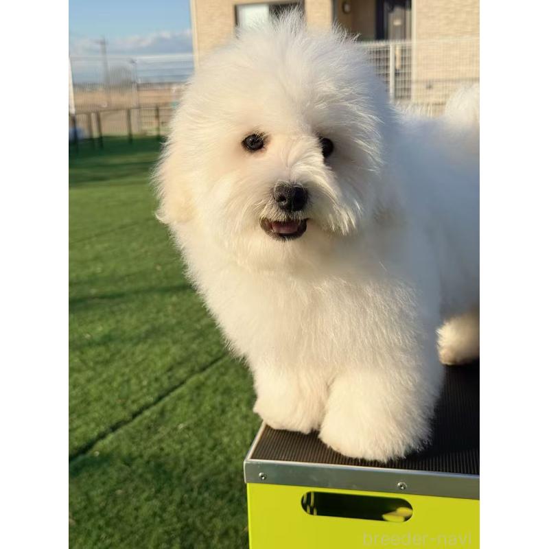 商談中の埼玉県のミックス犬-433888の6枚目