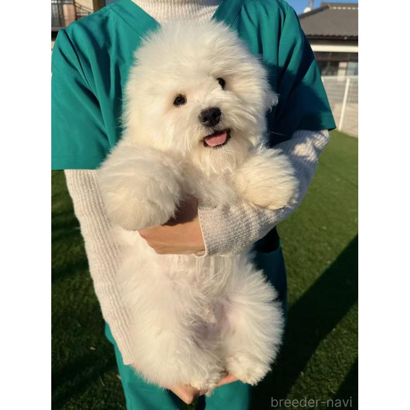 商談中の埼玉県のミックス犬-433888の5枚目