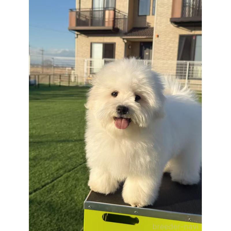 商談中の埼玉県のミックス犬-433888の4枚目