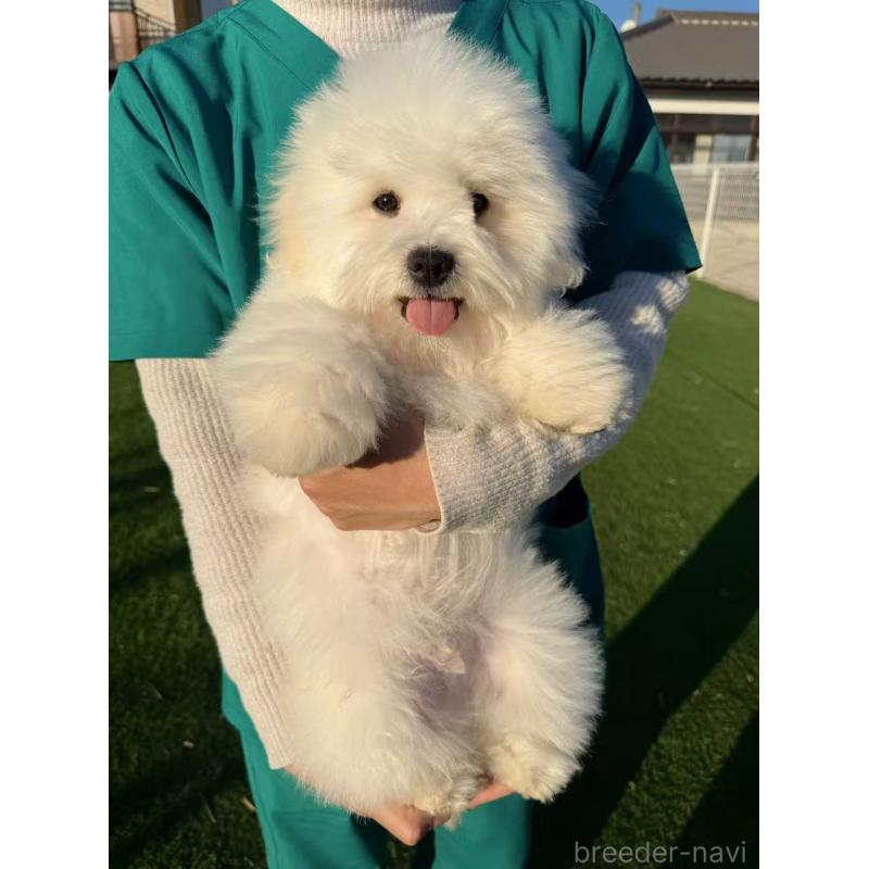 商談中の埼玉県のミックス犬-433888の2枚目