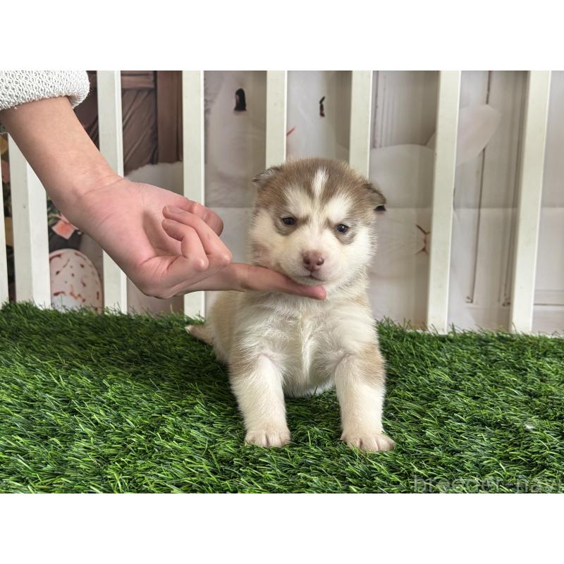 販売中の茨城県のシベリアンハスキー-439529の2枚目