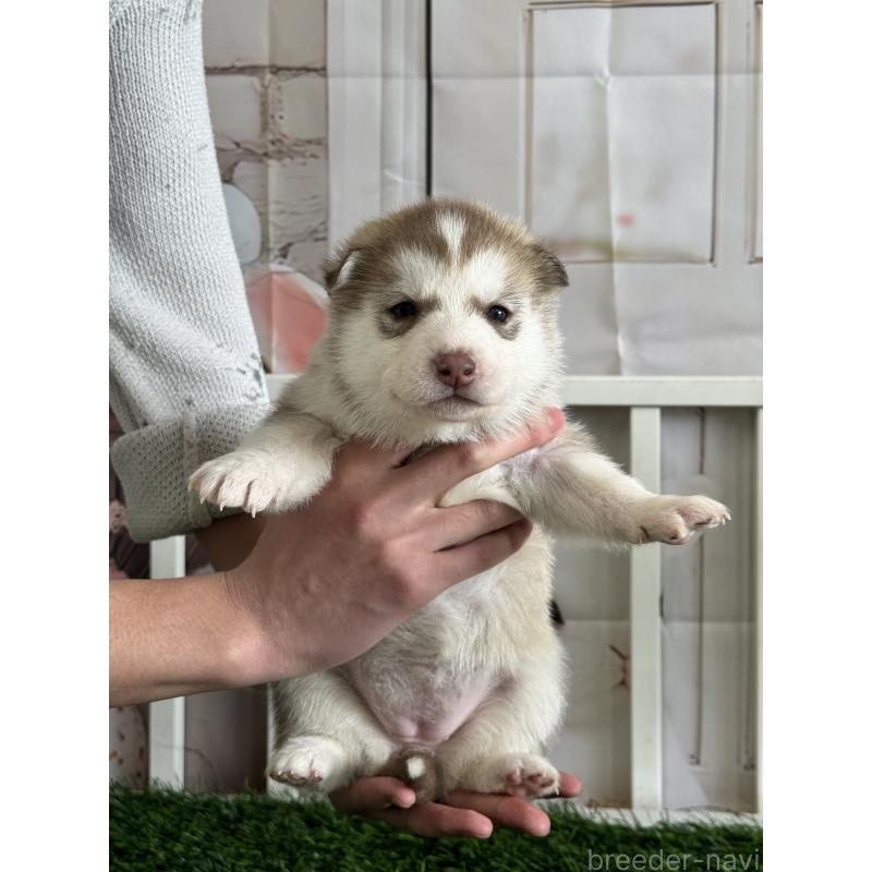 販売中の茨城県のシベリアンハスキー-439530の6枚目