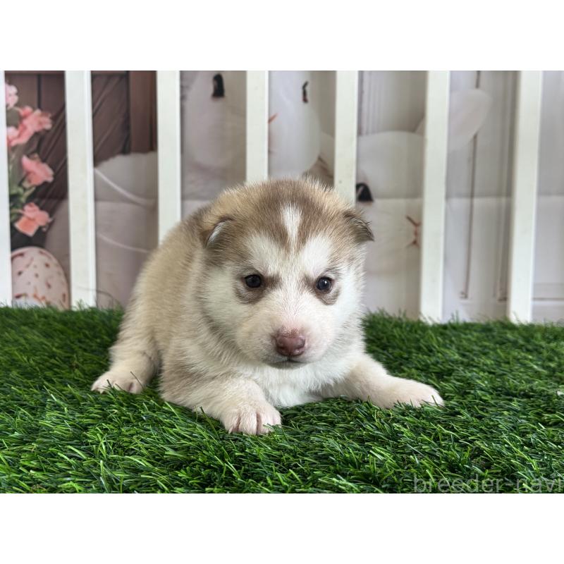 販売中の茨城県のシベリアンハスキー-439530の5枚目