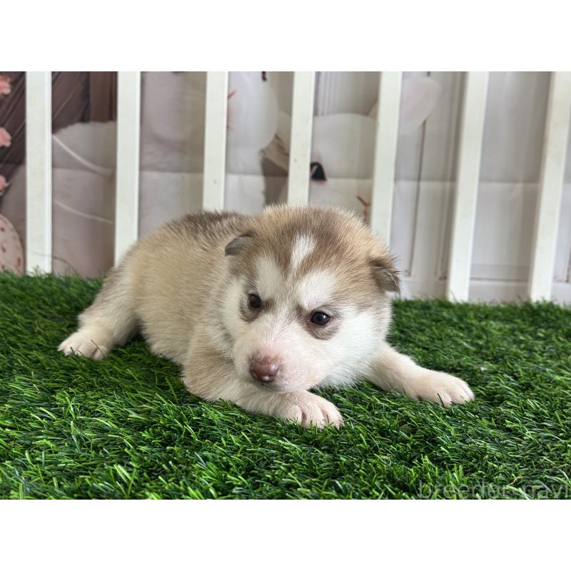 販売中の茨城県のシベリアンハスキー-439530の4枚目