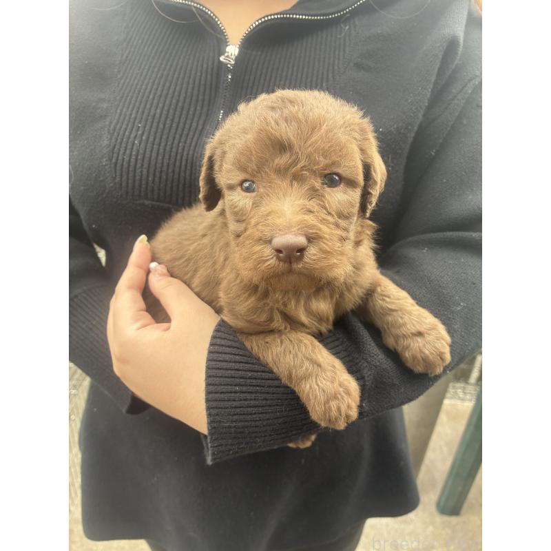 商談中の滋賀県のラブラドゥードル:ラブラドールレトリーバー×プードル-439532の1枚目