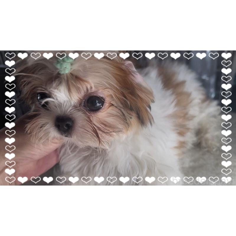 販売中の東京都のチワズー:チワワ×シーズー-425142の6枚目