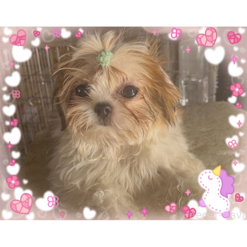 販売中の東京都のチワズー:チワワ×シーズー-425142の5枚目