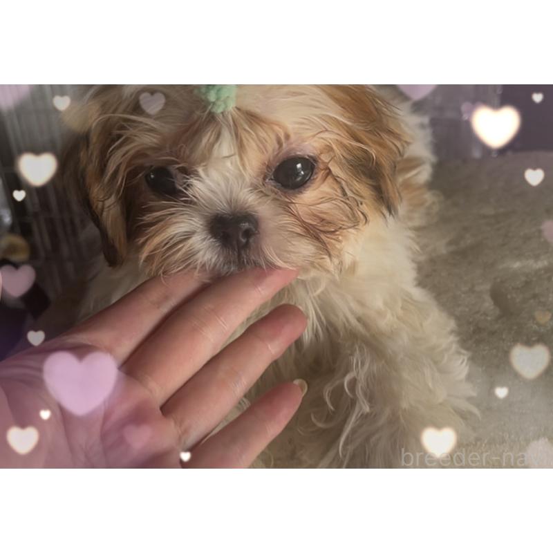 販売中の東京都のチワズー:チワワ×シーズー-425142の3枚目