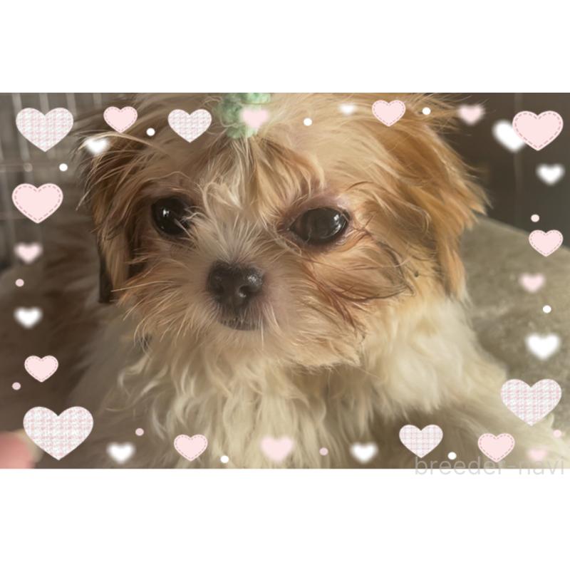 販売中の東京都のチワズー:チワワ×シーズー-425142